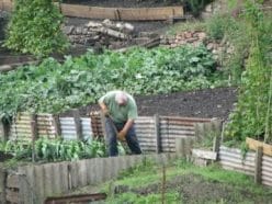 growing-a-vegetable-garden-in-melbourne
