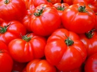 grow tomatoes in melbourne
