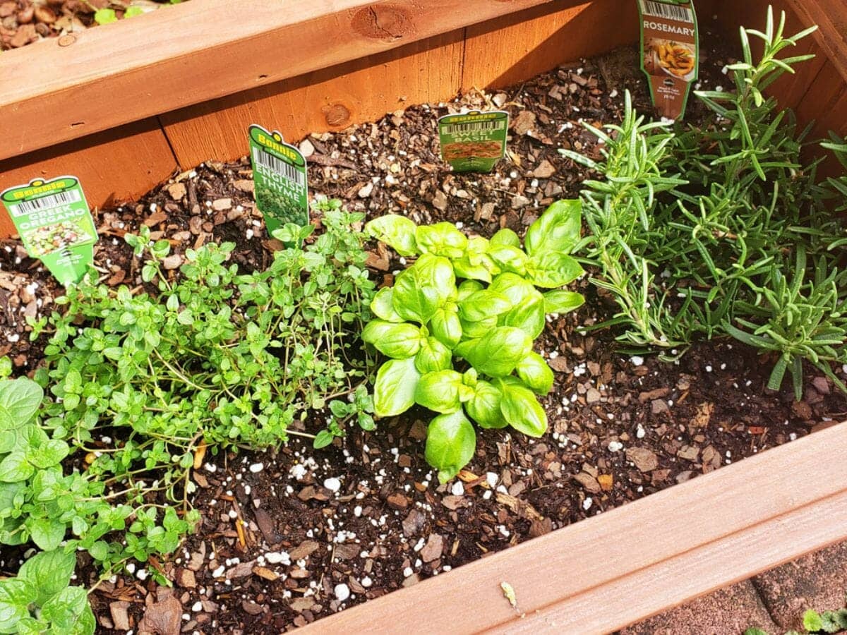 Starting Your Herb Garden From Scratch