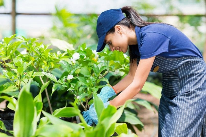 What skills are needed to be a gardener?