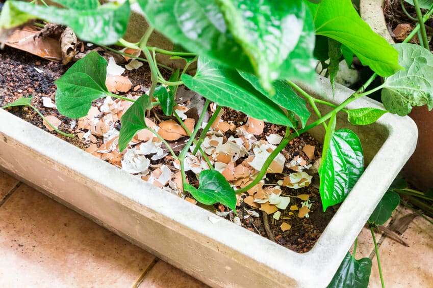 What house plants benefit from egg shells?